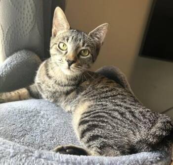 Eileen - Available in Foster -  Domestic Short Hair Cat for Adoption in Morristown, New Jersey - Eileen - Available In Foster | PetCurious