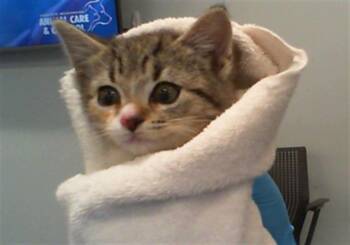 Domestic Short Hair Cats Available for Adoption in Charlotte, North Carolina - CAYENNE | PetCurious