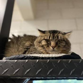 Pancho -  Domestic Long Hair and Domestic Short Hair Cat for Adoption in Golden Valley, Minnesota - Pancho | PetCurious