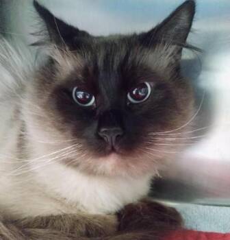 Domestic Long Hair and Siamese Cats Available for Adoption in Alameda, California - OZZY | PetCurious