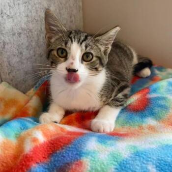 Glenna -  Domestic Short Hair Cat for Adoption in Charlotte, North Carolina - Glenna | PetCurious