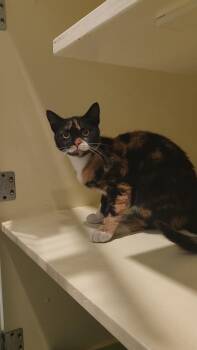 Lolly -  Domestic Short Hair Cat for Adoption in Charleston, South Carolina - Lolly | PetCurious