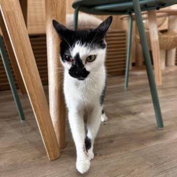 Domestic Short Hair Cats Available for Adoption - Dominique | PetCurious