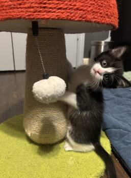 Panda-In Foster -  Domestic Short Hair Cat for Adoption in Rockwall, Texas - Panda-In Foster | PetCurious