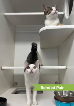 Domestic Short Hair Cats Available for Adoption - Ice (bonded W/ Fire) | PetCurious