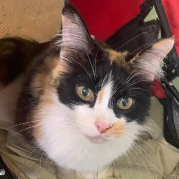 Chloe -  Domestic Medium Hair Cat for Adoption in Midland, Texas - Chloe | PetCurious