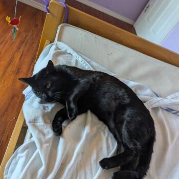 Morana -  Domestic Short Hair Cat Available for Adoption in Abbotsford, British Columbia - Morana | PetCurious