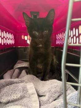Ronnie -  Domestic Medium Hair and Domestic Short Hair Cat for Adoption in Houston, Texas - Ronnie | PetCurious