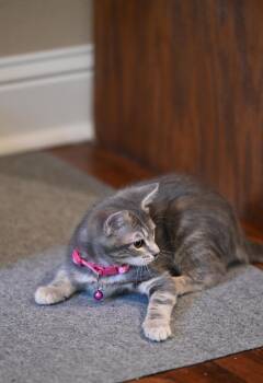 Moshi -  Tabby Cat for Adoption in Falmouth, Maine - Moshi | PetCurious