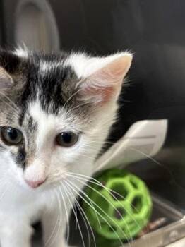 Jitterbug -  Domestic Short Hair Cat for Adoption in Morristown, New Jersey - Jitterbug | PetCurious