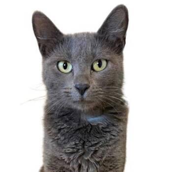 Rescue Domestic Short Hair Cats for Adoption - Smokey | PetCurious
