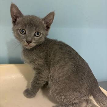Domestic Short Hair Cats Available for Adoption in Chattanooga, Tennessee - Pasture | PetCurious