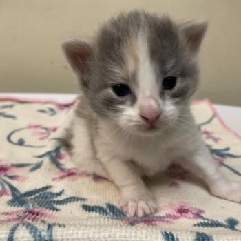 Gelato -  Domestic Medium Hair Cat for Adoption in Pasadena, California - Gelato | PetCurious