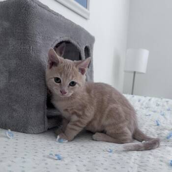Toad Theobald -  Domestic Short Hair Cat for Adoption in Eagle Mountain, Utah - Toad Theobald | PetCurious