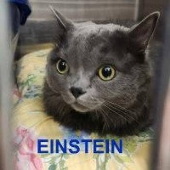 Domestic Medium Hair Cats Available for Adoption - EINSTEIN | PetCurious