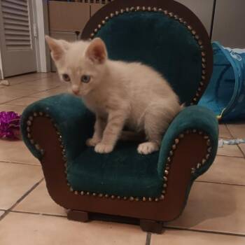 Domestic Short Hair Cats Available for Adoption - Mango | PetCurious