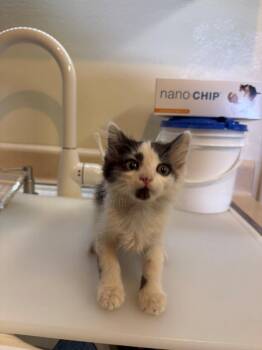 Nugget -  Domestic Long Hair Cat for Adoption in Glendale, Arizona - Nugget | PetCurious