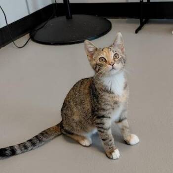 Alice -  Domestic Short Hair Cat for Adoption in Grantsville, Utah - Alice | PetCurious