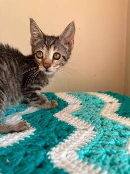 Egypt -  Domestic Short Hair Cat for Adoption in Chicago, Illinois - Egypt | PetCurious