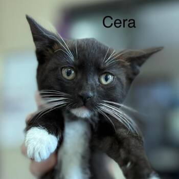 Cera -  Domestic Short Hair Cat Available for Adoption in Jacksboro, Tennessee - Cera | PetCurious