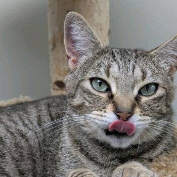 Roxy -  Domestic Short Hair Cat for Adoption in Buffalo, New York - Roxy | PetCurious