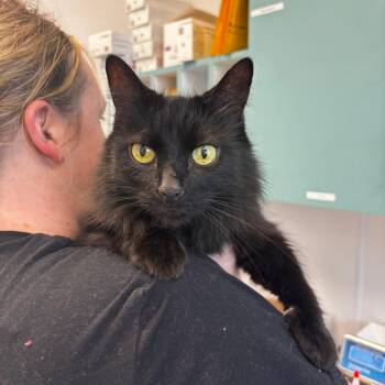 Domestic Medium Hair Cats Available for Adoption - Princess | PetCurious