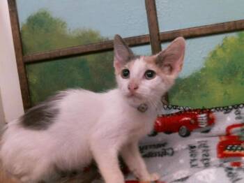 JAYLA -  Domestic Short Hair Cat for Adoption in Houston, Texas - JAYLA | PetCurious