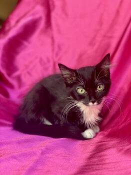 Rescue Tuxedo Cats for Adoption in Rowland Heights, California - SHASTA | PetCurious