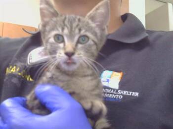HONOR -  Domestic Short Hair Cat for Adoption in Sacramento, California - HONOR | PetCurious