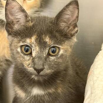 Kitten 5 of 5 -  Domestic Medium Hair Cat for Adoption in Sonoma, California - Kitten 5 Of 5 | PetCurious