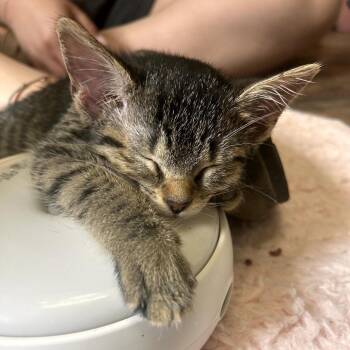 Tootsie -  Domestic Short Hair Cat Available for Adoption in Philadelphia, Pennsylvania - Tootsie | PetCurious