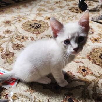 Leo -  American Shorthair Cat Available for Adoption in Park Row, Texas - Leo | PetCurious