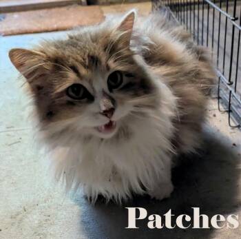 Patches -  Domestic Long Hair Cat for Adoption in Shawnigan Lake, British Columbia - Patches | PetCurious