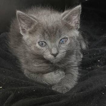 Lotus -  Domestic Short Hair Cat for Adoption in Marion, Virginia - Lotus | PetCurious