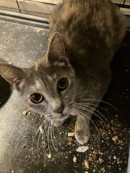 Rescue Domestic Short Hair Cats for Adoption in Greenville, South Carolina - Peggy LH (Taylors Petsmart Adoption Center) | PetCurious