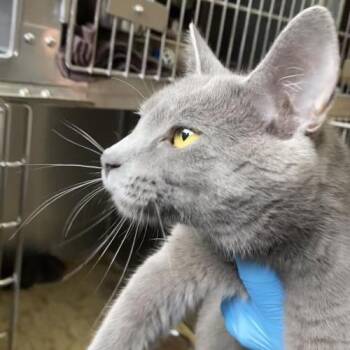 Blue -  Russian Blue Cat for Adoption in New York, New York - Blue | PetCurious