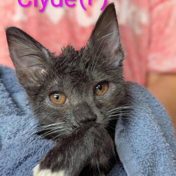 Rescue Domestic Short Hair Cats for Adoption in Melbourne, Kentucky - Clyde | PetCurious