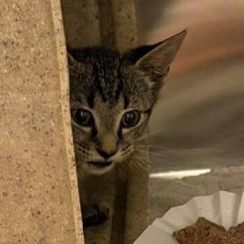 Heart -  Domestic Short Hair Cat for Adoption in Asheville, North Carolina - Heart | PetCurious
