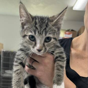 Tanner -  Domestic Short Hair Cat for Adoption in Spokane, Washington - Tanner | PetCurious