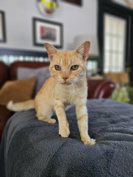 Rescue Domestic Short Hair Cats for Adoption in Seaford, Delaware - Lemon | PetCurious