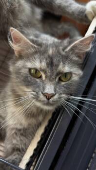 26-533 -  Domestic Long Hair and Domestic Short Hair Cat for Adoption in Barnesville, Georgia - 26-533 | PetCurious