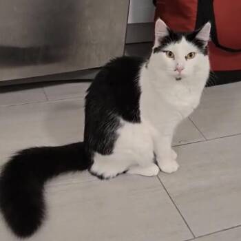 Zack (& Chloe) -  Domestic Long Hair Cat for Adoption in Mount Laurel Township, New Jersey - Zack (& Chloe) | PetCurious