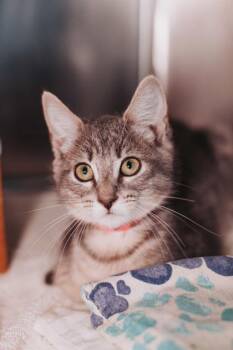 94264a Gladys -  Domestic Short Hair Cat Available for Adoption in North Charleston, South Carolina - 94264a Gladys | PetCurious