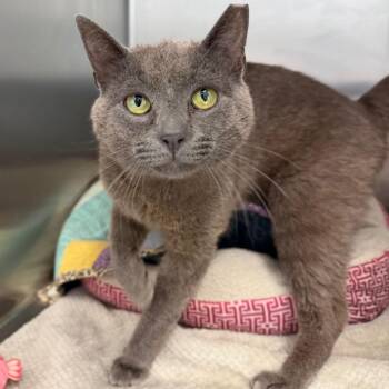 Tin Man -  Domestic Short Hair Cat Available for Adoption in Marshall, Virginia - Tin Man | PetCurious