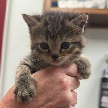 Rescue Domestic Short Hair Cats for Adoption in Blairsville, Georgia - Cranberry | PetCurious