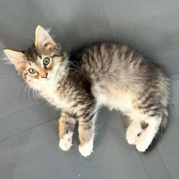 Sting -  Domestic Long Hair Cat for Adoption in Prairie Du Chien, Wisconsin - Sting | PetCurious
