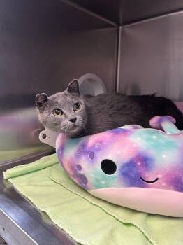 Domestic Short Hair Cats Available for Adoption - Sabrina | PetCurious