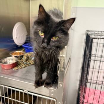 Cedric -  Maine Coon Cat for Adoption in Georgetown, Kentucky - Cedric | PetCurious