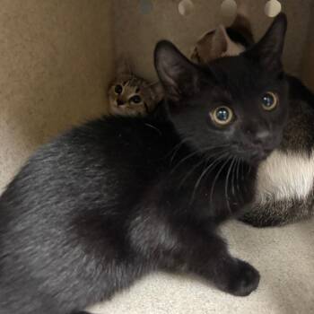 Hunter -  Domestic Short Hair Cat for Adoption in Roxboro, North Carolina - Hunter | PetCurious
