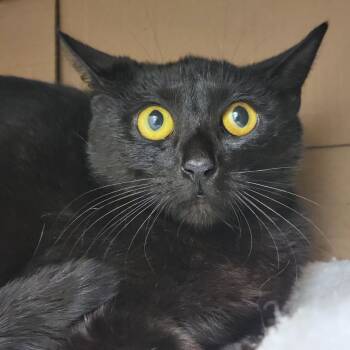 Midnight -  Domestic Short Hair Cat for Adoption in Sarasota, Florida - Midnight | PetCurious